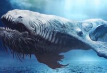 鲲真实图片吓死人了-俩秘密